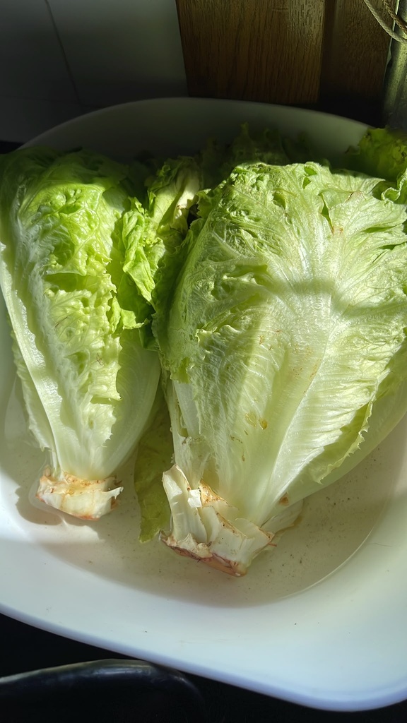 Lechuga de prueba
